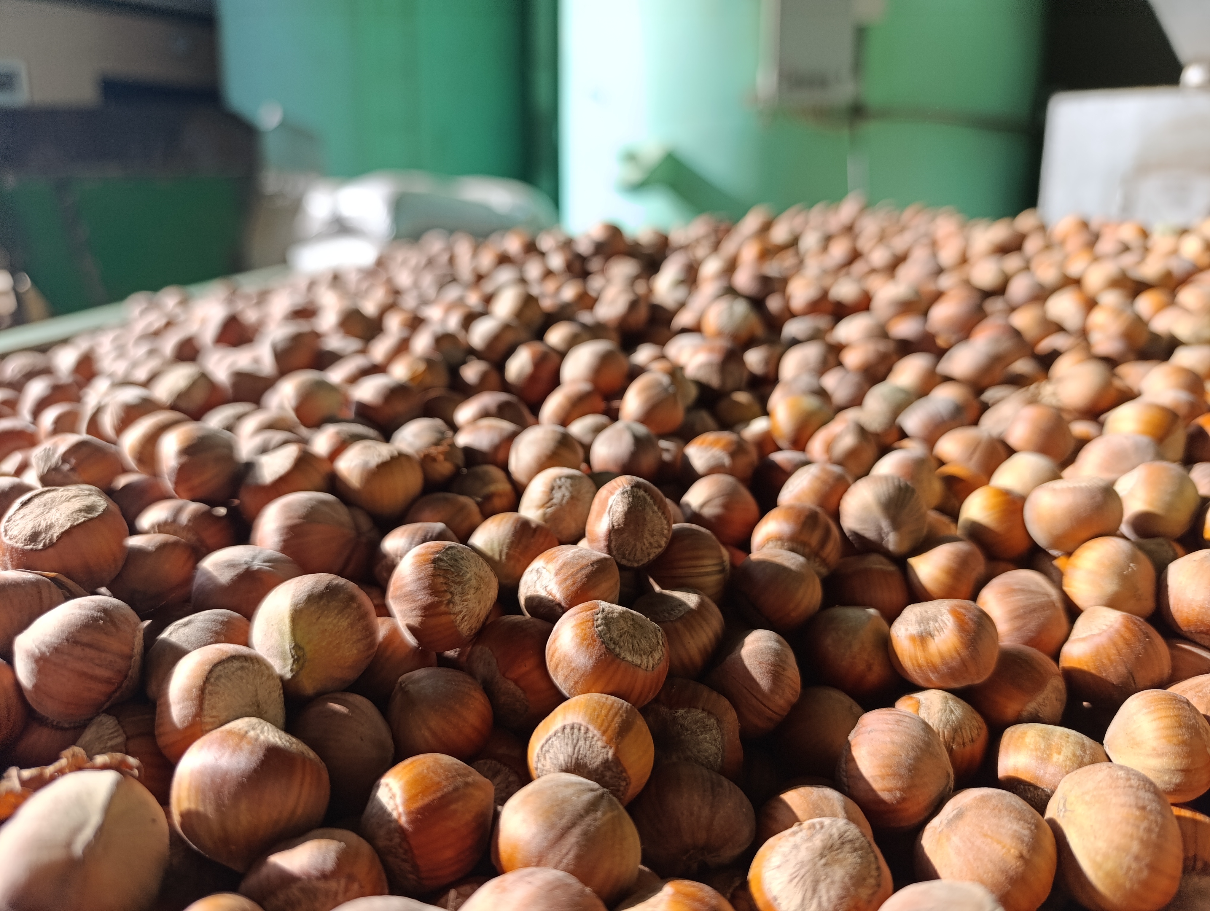 حبات بندق عن قرب